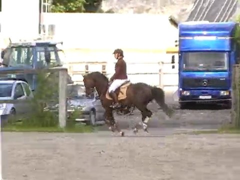 Pidji du Tilia, étalon PFS, 6 ans.