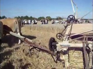 Montaillé_Javeleuse_boeufs