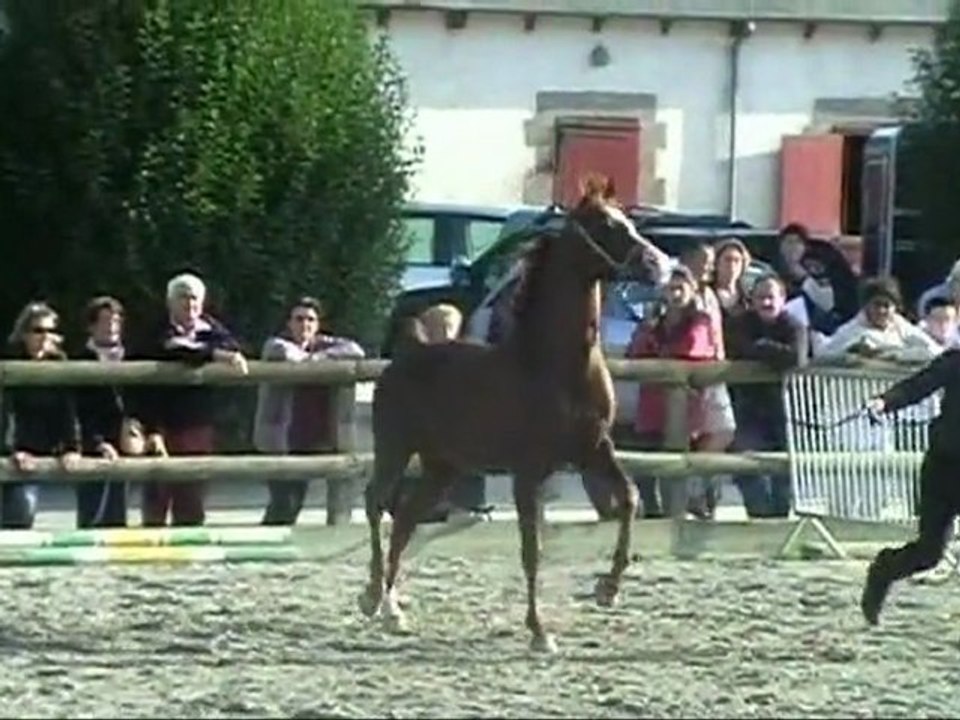 AN TRISKELL ARABIANS présente PADRONS LEGEND