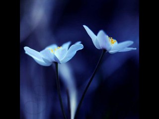 Farid Farjad / Beyaad Giti