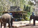 Thailande les elephants rangent les troncs