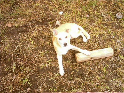 Movie EM MEMORIA DOS MEUS ANIMAIS