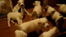 не детские игры