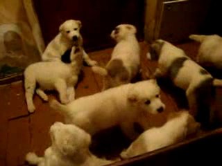 не детские игры