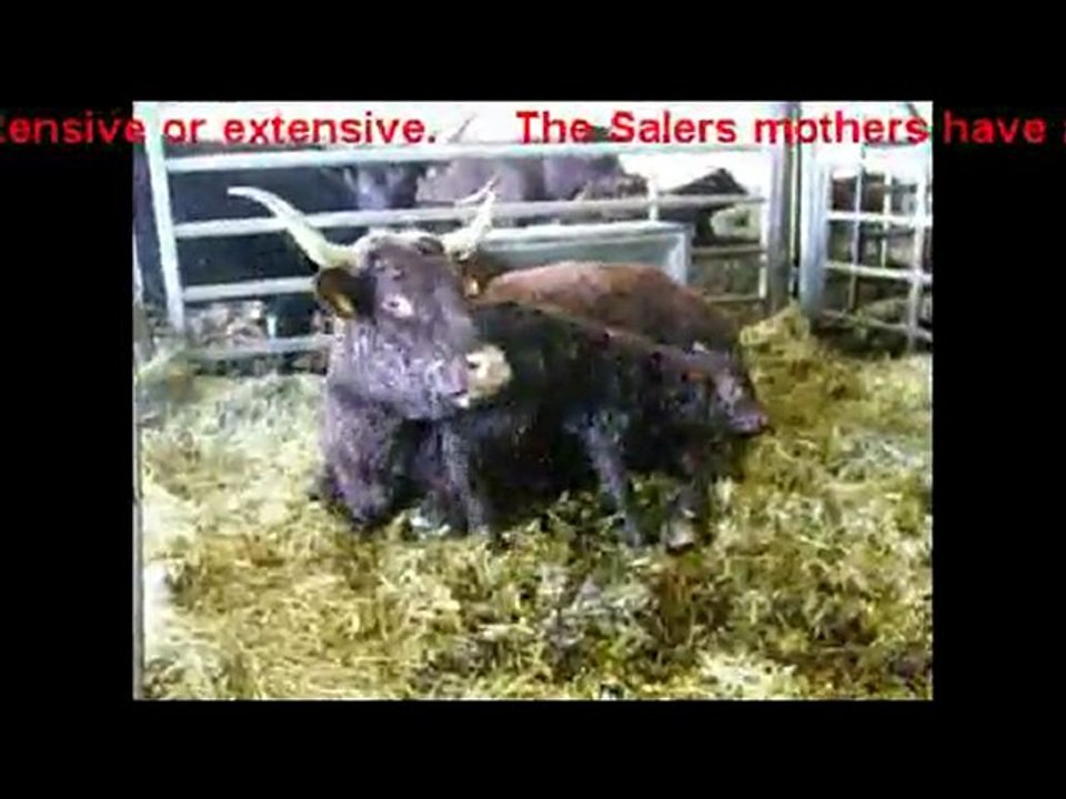 Quiet calving at the VINCENT-PESCHER's Salers' Breeding