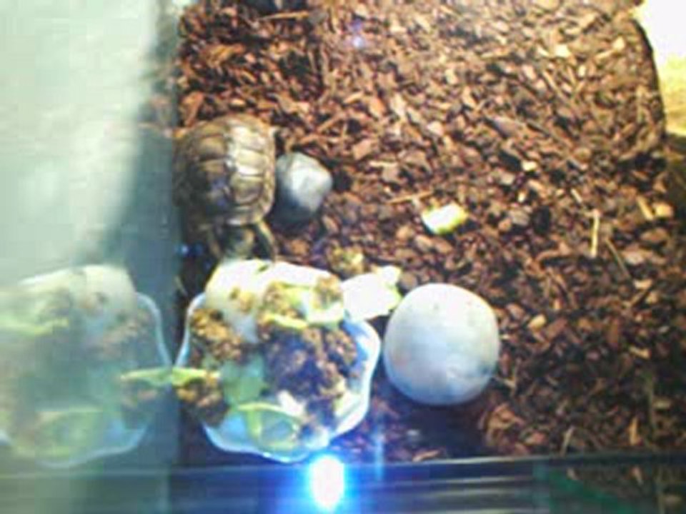 Tortue - Energy