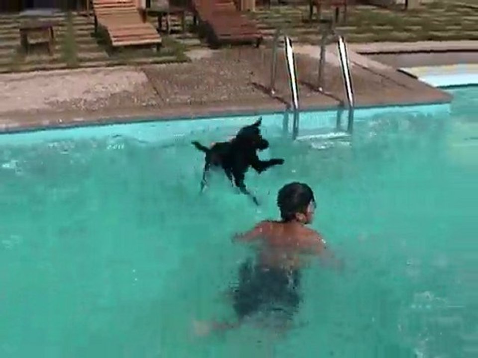 dog swim & play with boys
