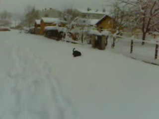 chien sauteur