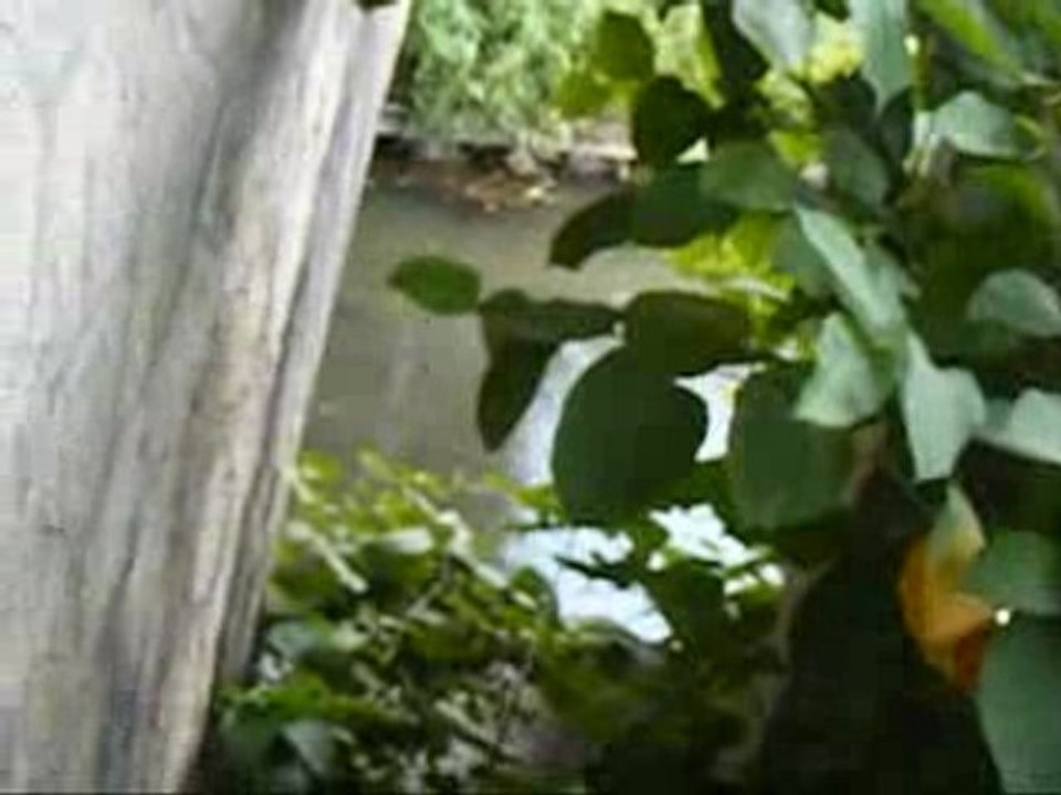 PECHE a la MOUCHE sur gelon bialle le 4 juillet 2009 en HD