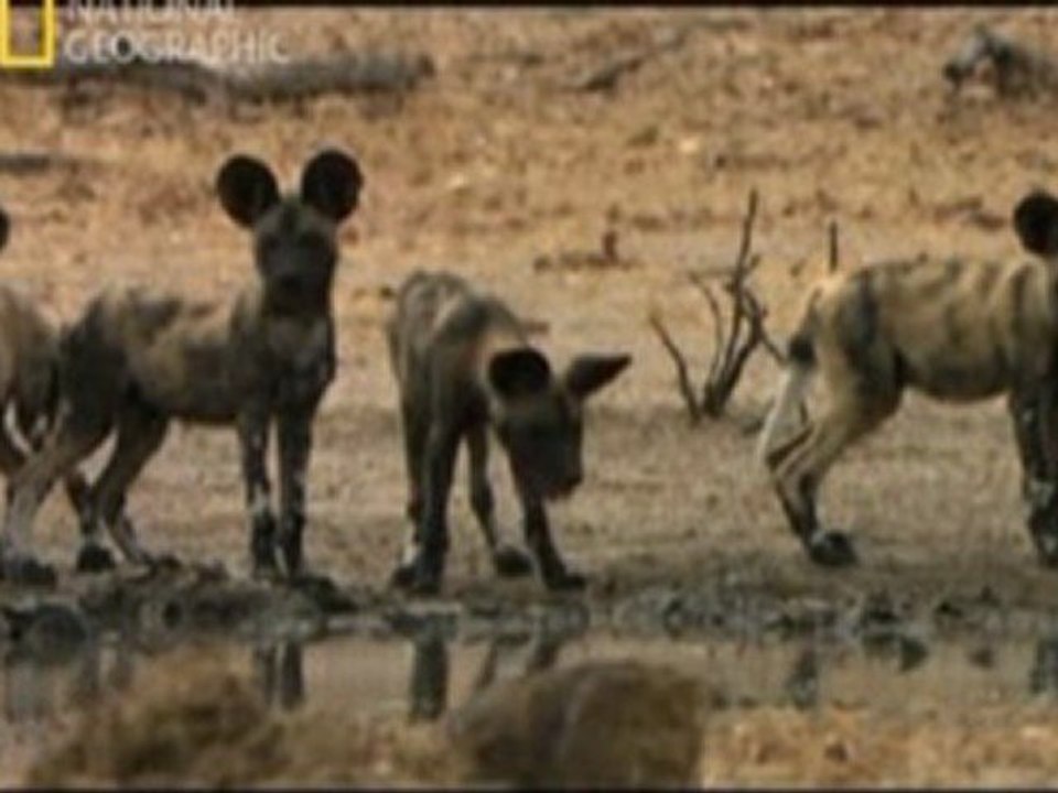 Predator battleground part II