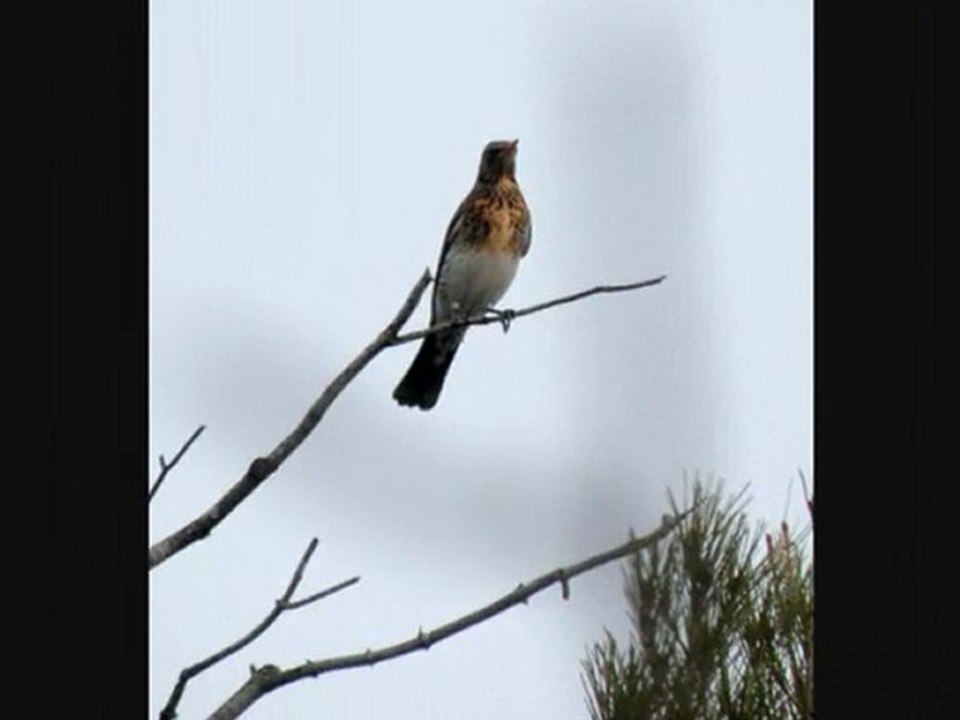 La grive litorne, chacha, kia kia...