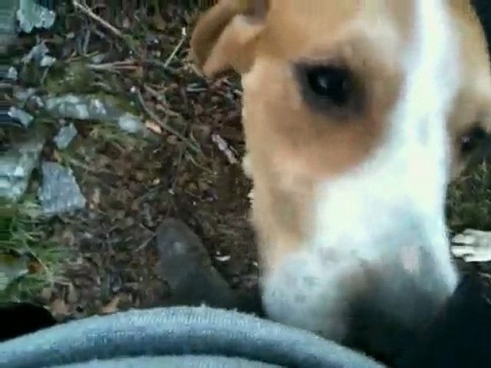 Chasse à cours en forêt de Brotonne - Normandie