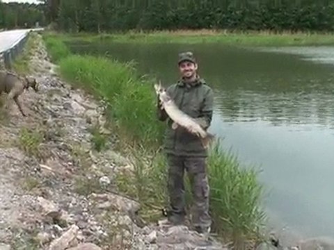 Pike fishing in Finland. Pike on jerkbait