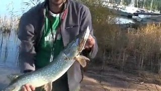 Pike fishing in Finland. Pike on a jerkbait