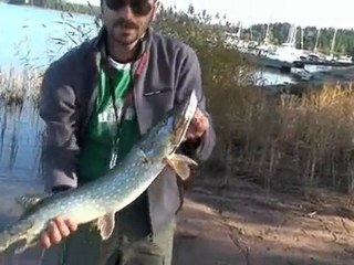 Pike fishing in Finland. Pike on a jerkbait