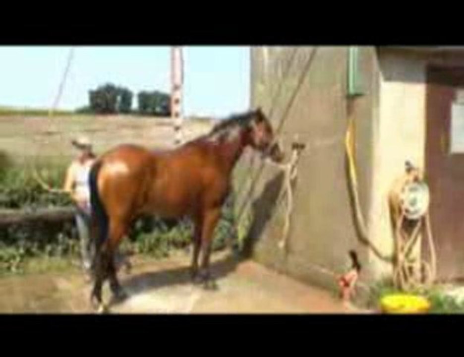 Sirocco du Gers Hongre 4 ans par Dorsay x Jalienny