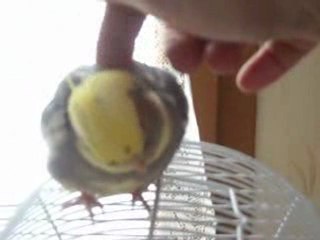 Tournesol fait une petite sortie