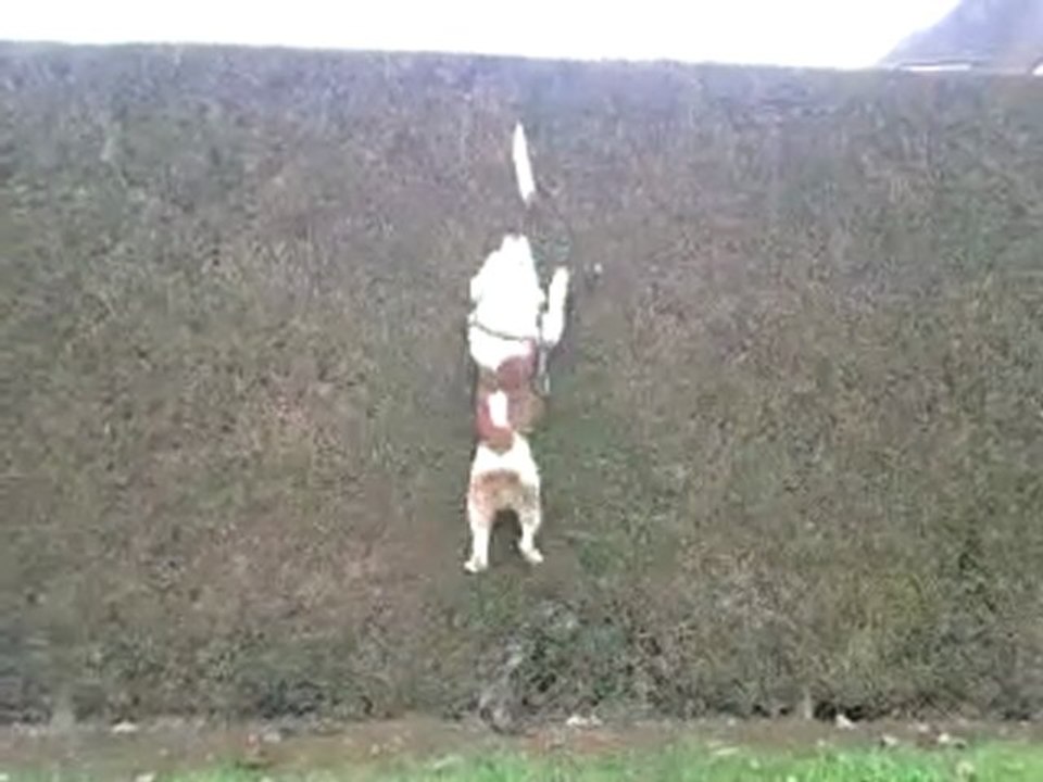 cholbadeste