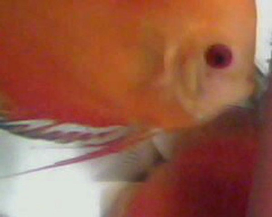 Red  pigeonların  yavrular  konide  sallanıyor