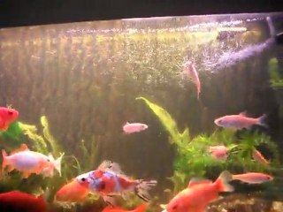 my fishes in aquarium for winter