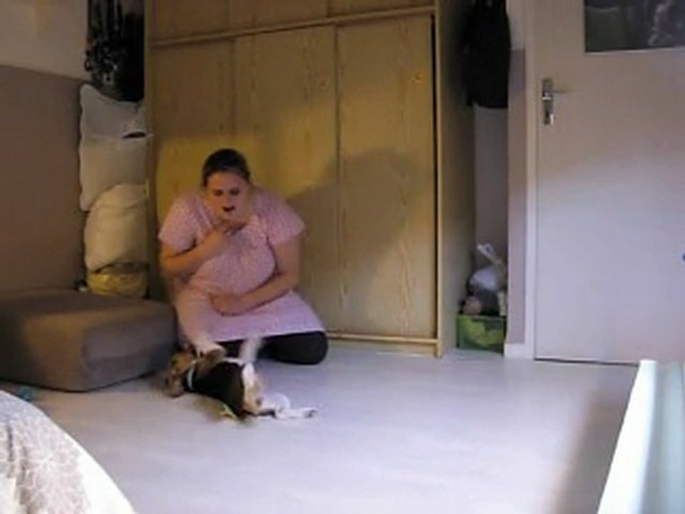 Beagle 4mois dressage