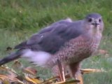 Epervier brun 20090919-232421