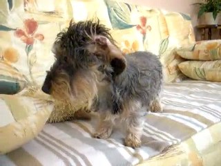 canelle la teckel 001 (2)