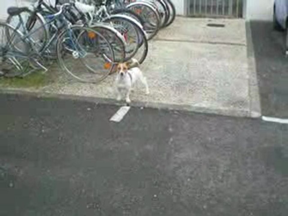 Caly Jack Russell et les flocons de neige !