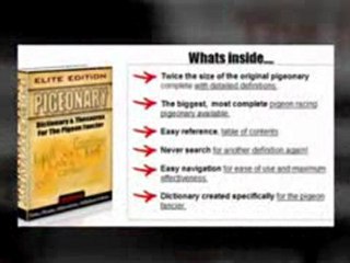 Excellent Tips and Tricks For Pigeon Racing