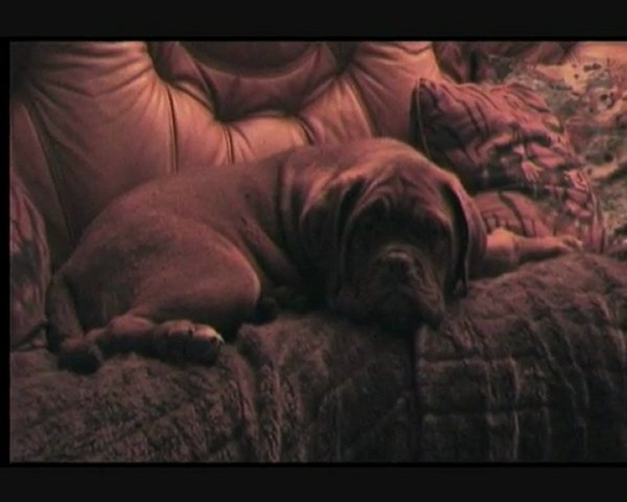 Tabanfalvi Royal PANDORA