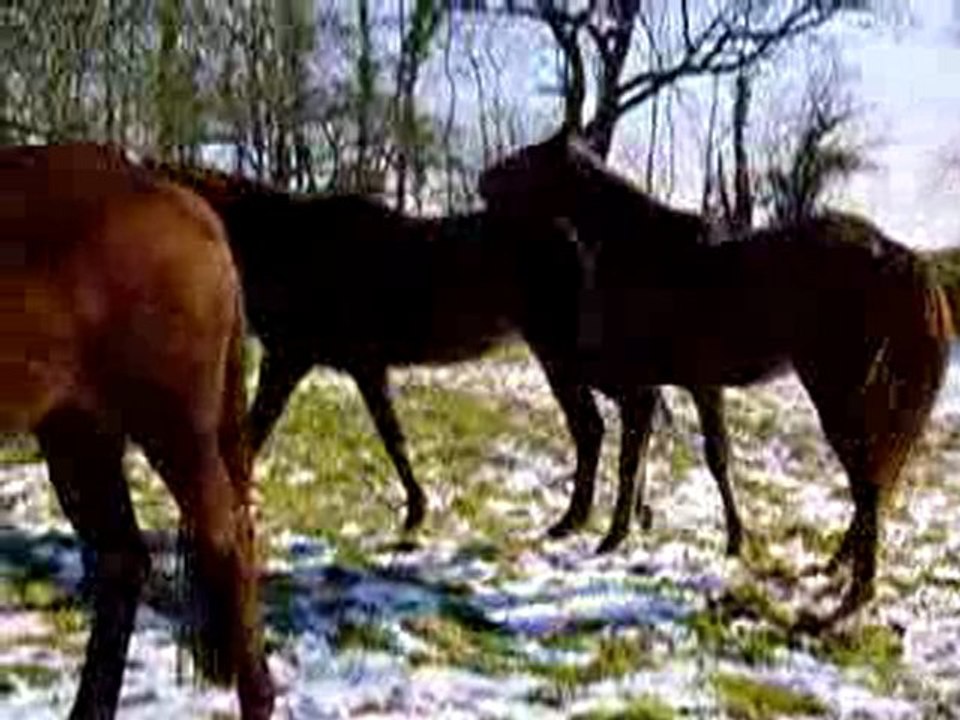 MOV06148 J'ai failli me prendre Tenacia en pleine face