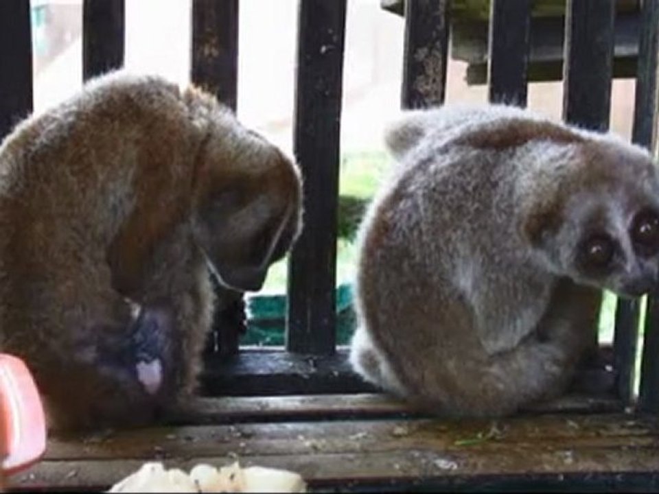 Slow loris Rescue