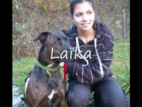 Chats et chiens du refuge des Amis des Bêtes à Aix les Bains