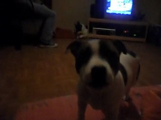 harlem aboi staffies