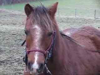Marilyne et Cap'tain aux rênes longues