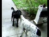 Cane trascina cane