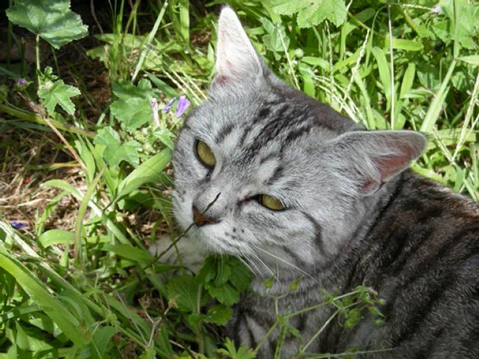 Les chats - Ma passion