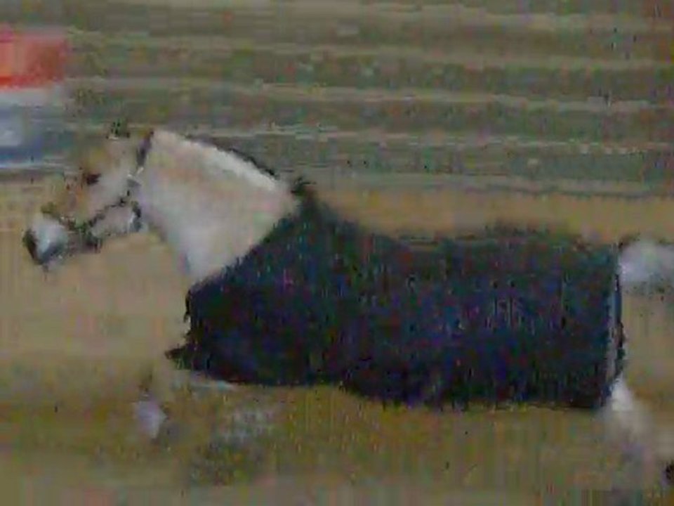 Ghost,Josiane & Spirit