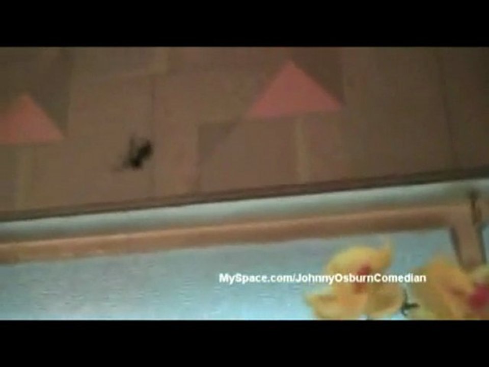 Il fait peur à une araignée