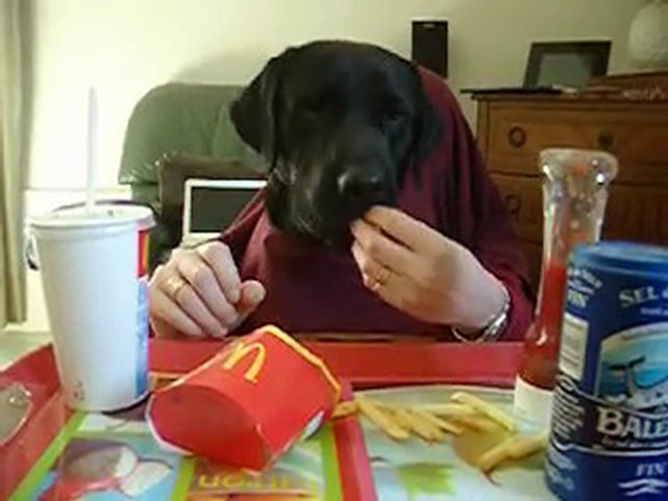 CHIEN LABRADOR!