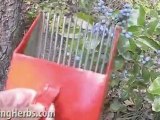 Picking Berries: Oregon Grape, Mahonia