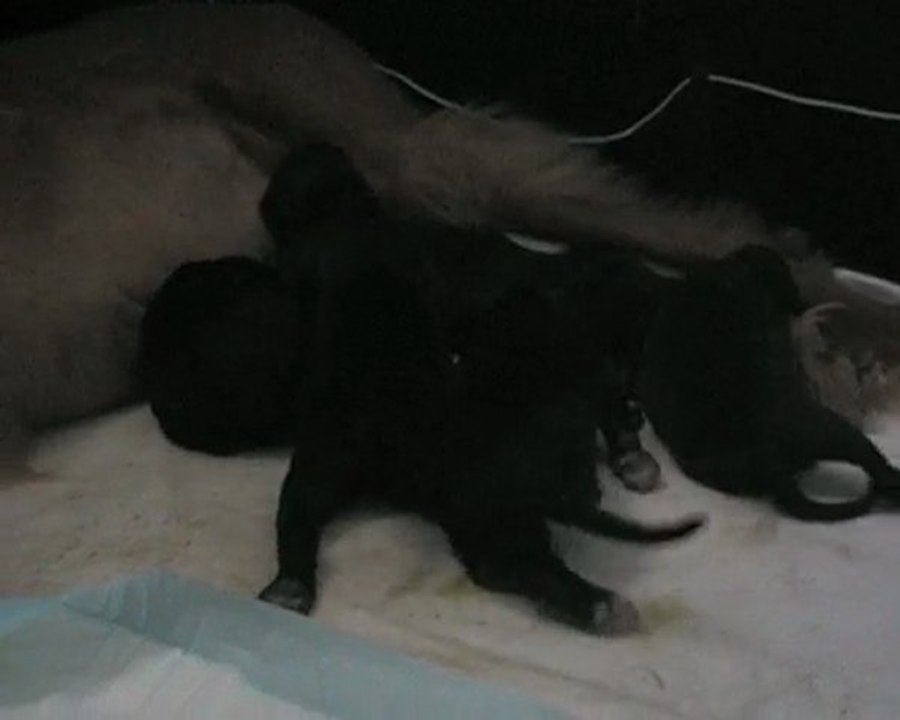 Bebes Vaydah