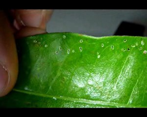 Matraque électrique la plus puissante au monde: 2.8 millions