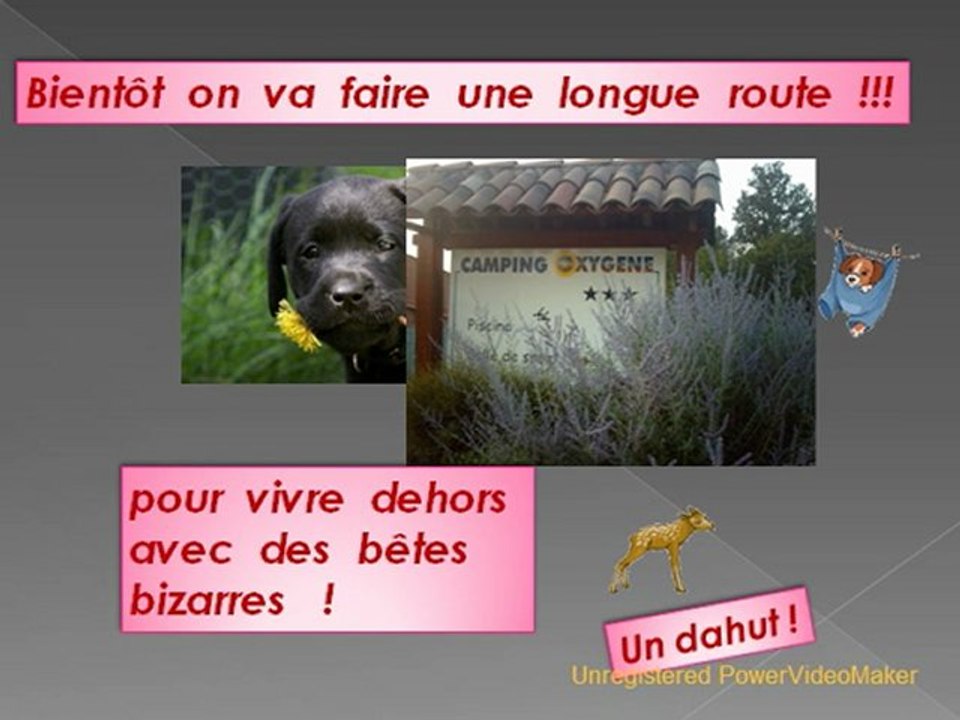 Histoire de Chien