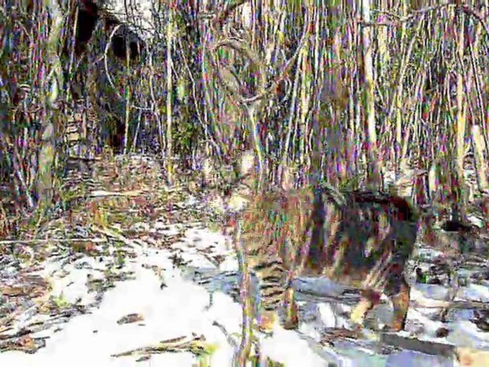 Chat Sculptures-vivantes Neige Vendredi 12 février 2010