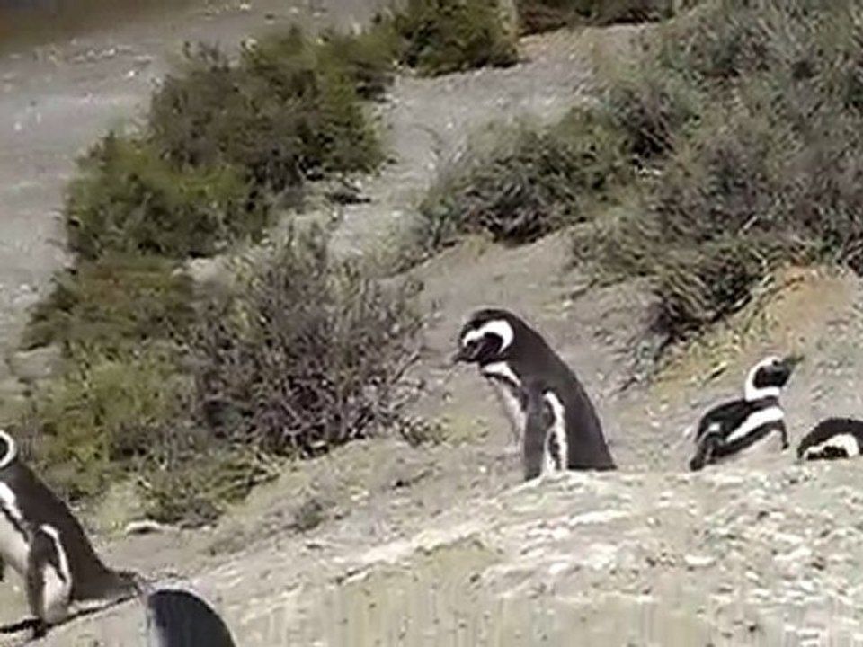 Atention a la marche