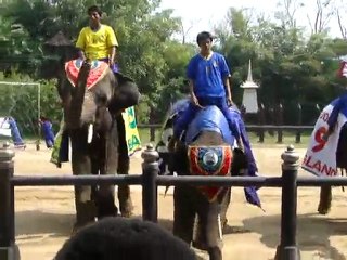 Un éléphant qui tire comme Zidane!