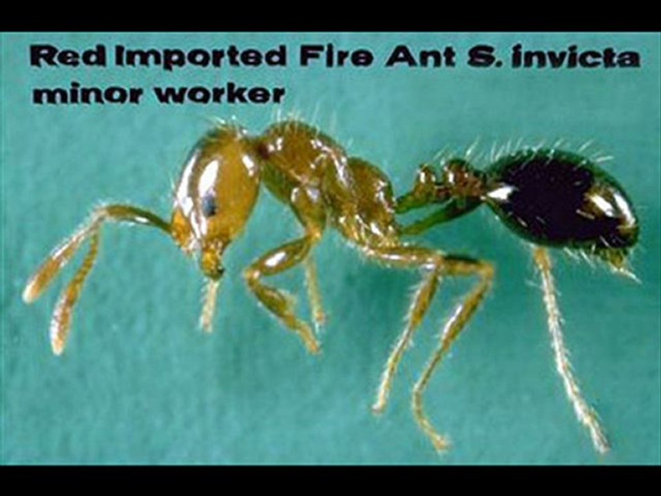 Pest Control St. George - Pest Control St. George Services