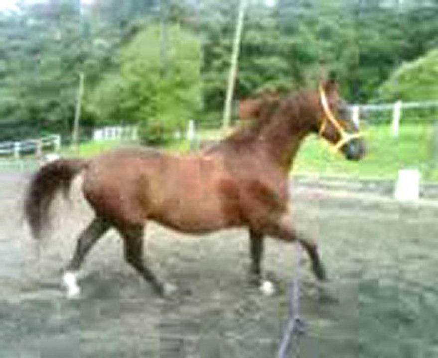 Clopin