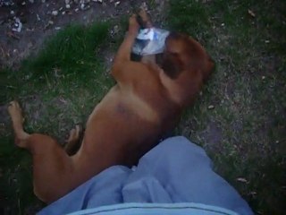 malinois(chouka) vs rott x boxer(kenya)